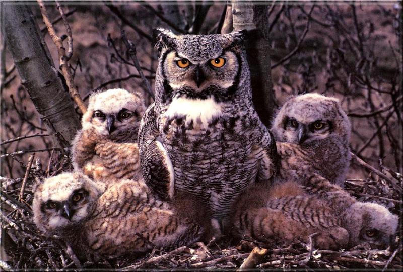 Great Horned Owl & chicks (Bubo virginianus) {!--큰뿔부엉이/아메리카수리부엉이-->; DISPLAY FULL IMAGE.