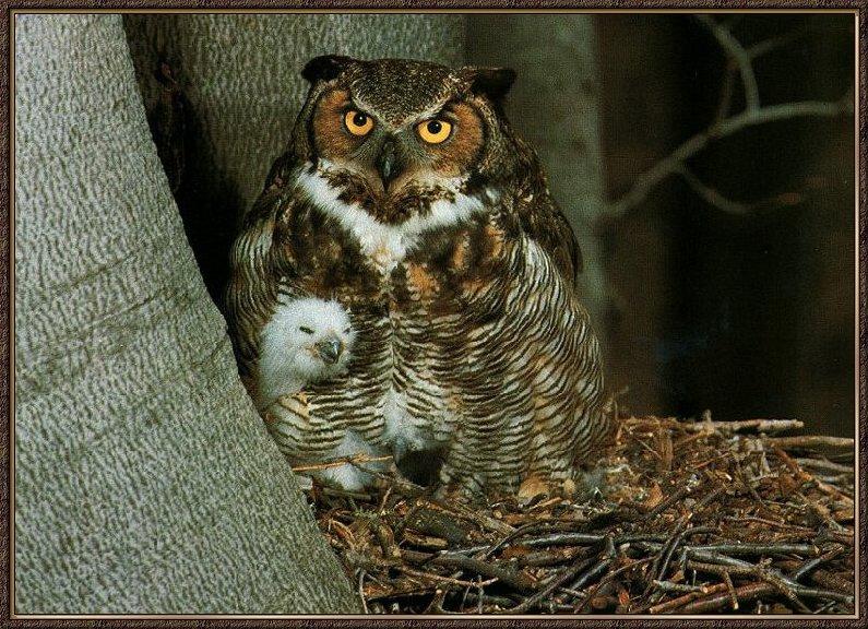 Great Horned Owl & owlet (Bubo virginianus) {!--큰뿔부엉이/아메리카수리부엉이-->; DISPLAY FULL IMAGE.