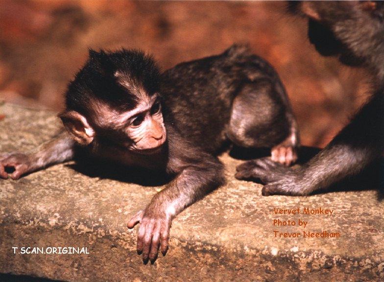 Vervet Monkey infant (Chlorocebus aethiops) {!--사바나원숭이-->; DISPLAY FULL IMAGE.
