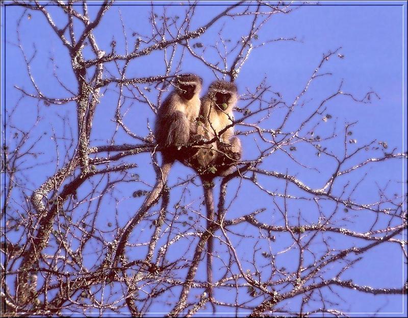 Vervet Monkeys (Chlorocebus aethiops) {!--사바나원숭이-->; DISPLAY FULL IMAGE.