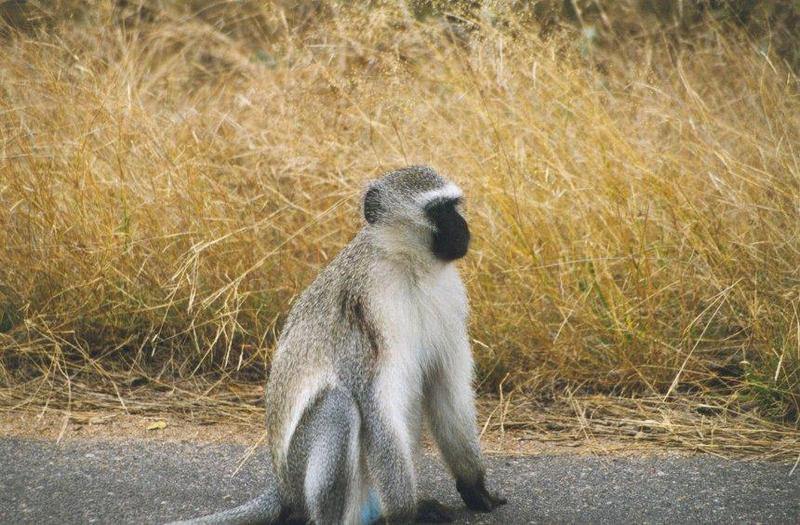 Vervet Monkey (Chlorocebus aethiops) {!--사바나원숭이-->; DISPLAY FULL IMAGE.
