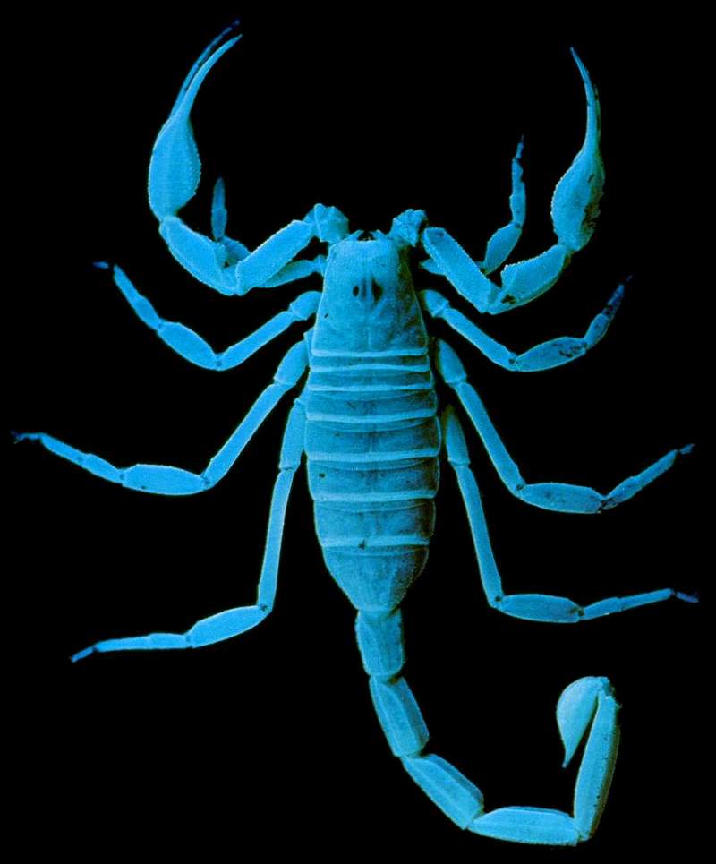 Scorpion {!--전갈류-->; DISPLAY FULL IMAGE.