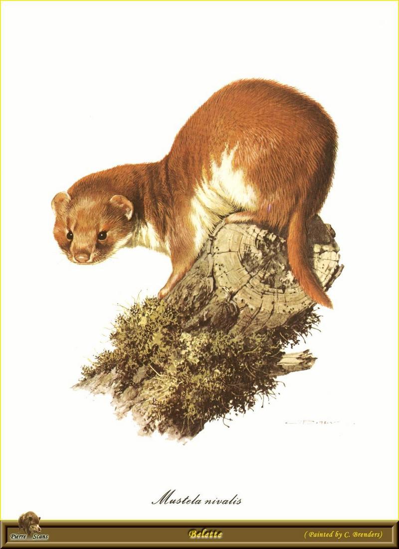 [Animal Art - Carl Brenders] Least Weasel (Mustela nivalis) {!--무산쇠족제비-->; DISPLAY FULL IMAGE.