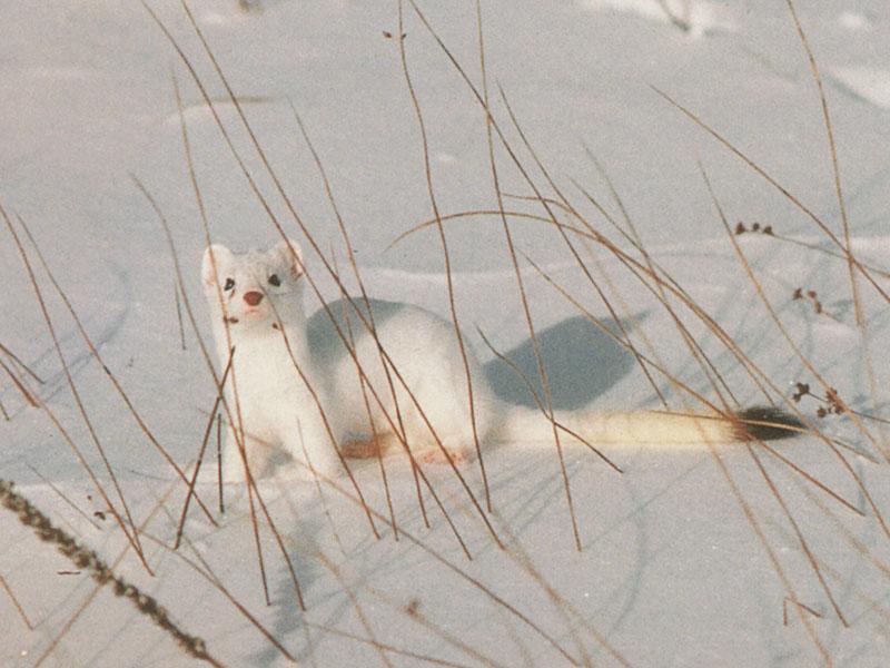 Long-tailed Weasel (Mustela frenata) {!--긴꼬리족제비(북미,중미)-->; DISPLAY FULL IMAGE.