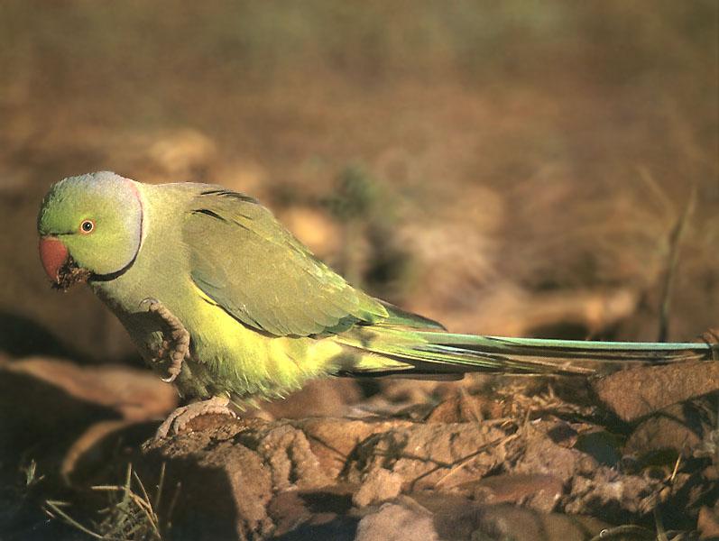 Rose-ringed Parakeet (Psittacula krameri) {!--목도리앵무(-鸚鵡)-->; DISPLAY FULL IMAGE.
