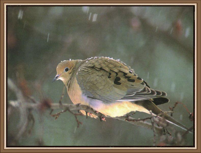 Mourning Dove (Zenaida macroura) {!--긴꼬리비둘기-->; DISPLAY FULL IMAGE.