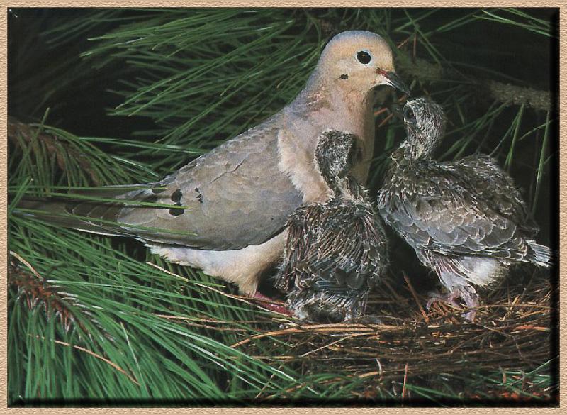 Mourning Dove and chicks (Zenaida macroura) {!--긴꼬리비둘기-->; DISPLAY FULL IMAGE.