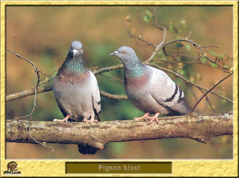 Rock Dove pair (Columba livia) {!--집비둘기-->; DISPLAY FULL IMAGE.