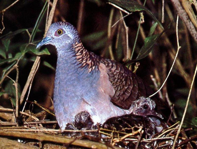Bar-shouldered Dove & chicks (Geopelia humeralis) {!--얼룩비둘기-->; DISPLAY FULL IMAGE.