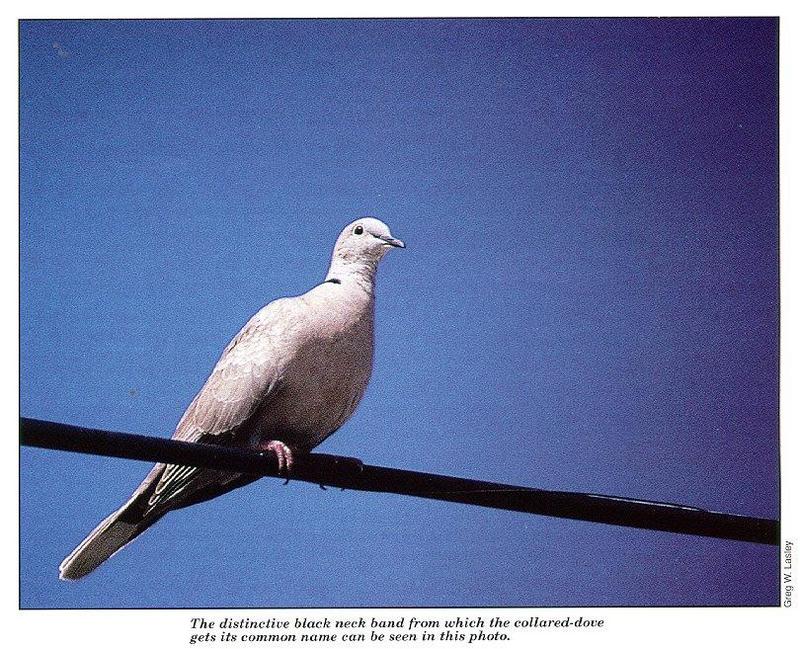 Eurasian Collared-dove (Streptopelia decaocto) {!--염주비둘기-->; DISPLAY FULL IMAGE.