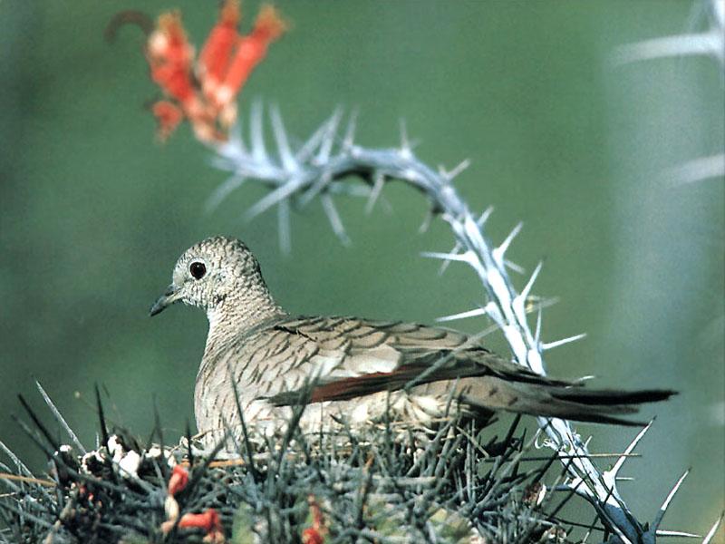 Inca Dove (Columbina inca) {!--잉카비둘기-->; DISPLAY FULL IMAGE.