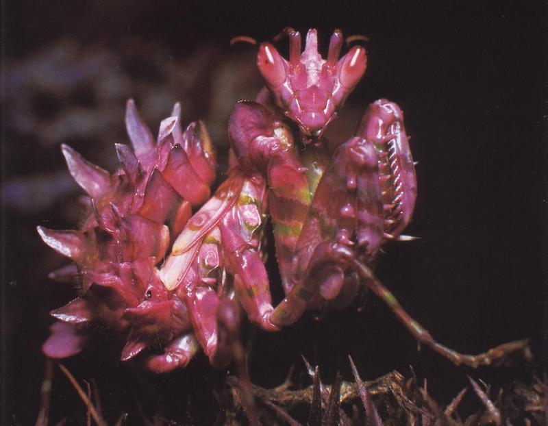 Pink Flower Praying Mantis {!--꽃잎사마귀-->; DISPLAY FULL IMAGE.
