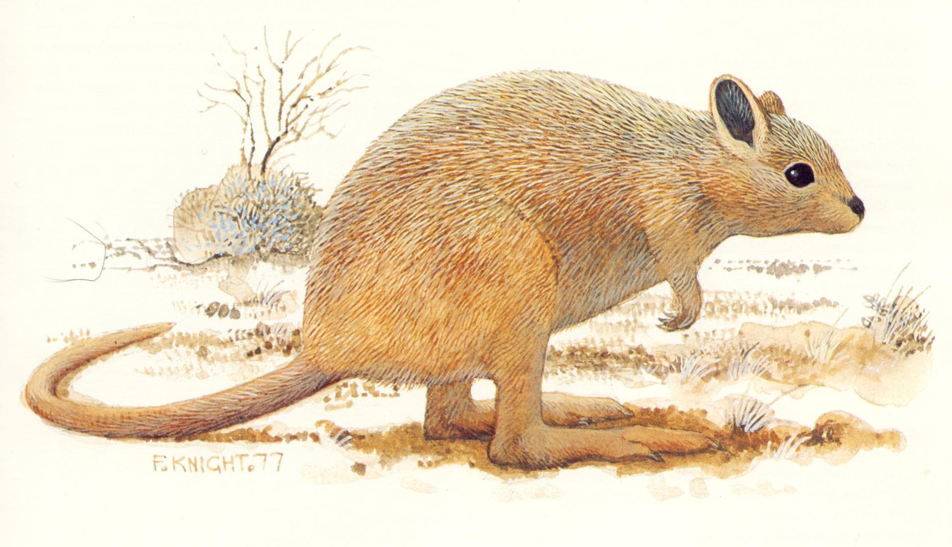 Desert Rat kangaroo Caloprymnus Campestris Image ONLY