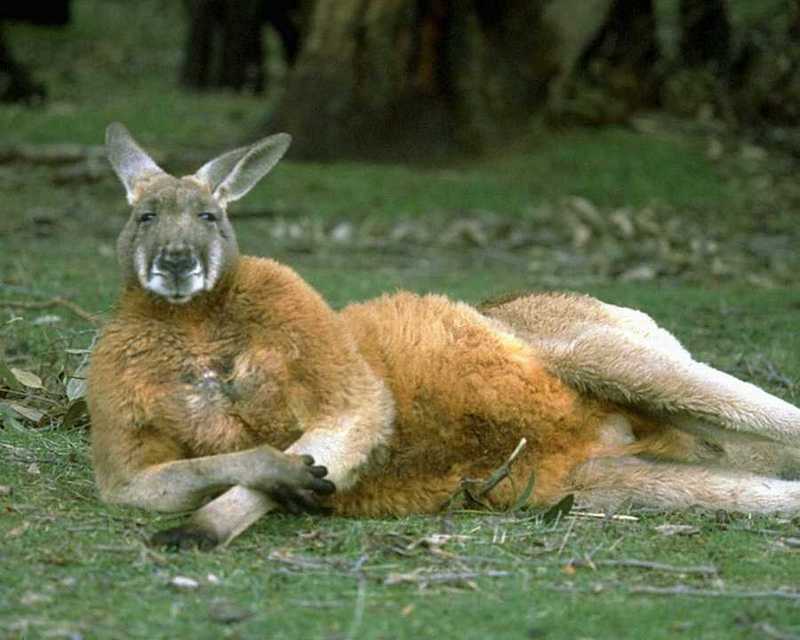 Red Kangaroo (Macropus rufus) {!--붉은캥거루-->; DISPLAY FULL IMAGE.