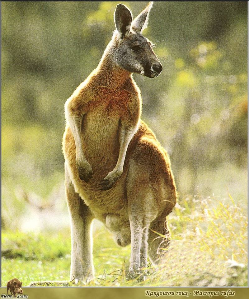 Red Kangaroo (Macropus rufus) {!--붉은캥거루-->; DISPLAY FULL IMAGE.