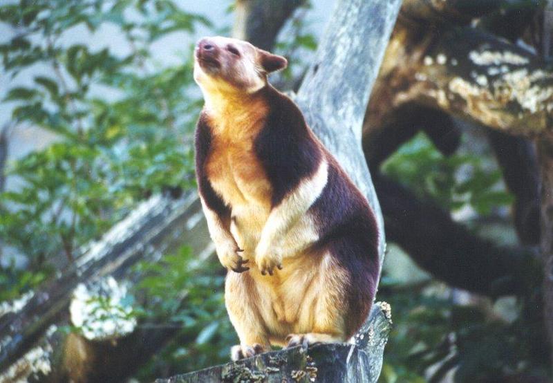 Goodfellow's Tree Kangaroo (Dendrolagus goodfellowi) {!--굿펠로우나무타기캥거루-->; DISPLAY FULL IMAGE.
