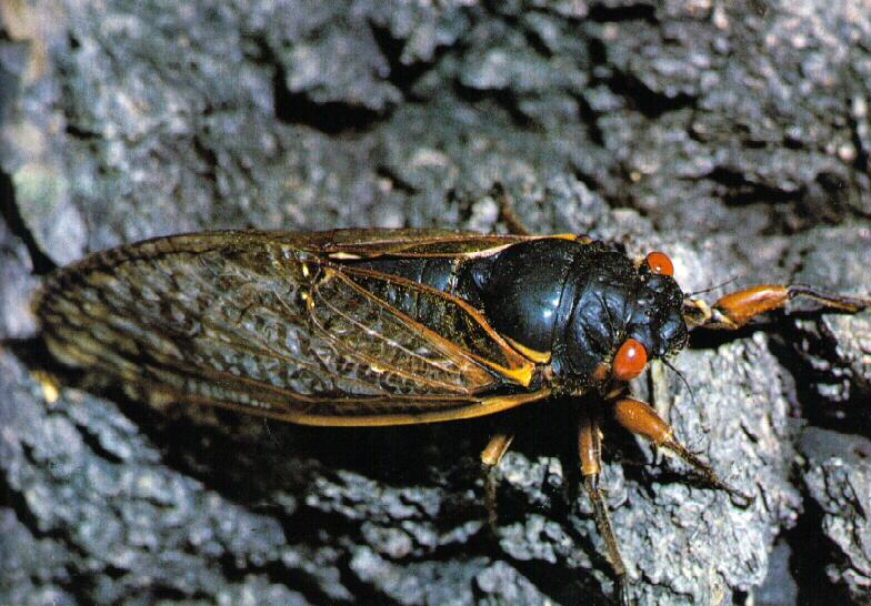Periodical Cicada (Magicicada sp.) {!--매미(미국)-->; DISPLAY FULL IMAGE.