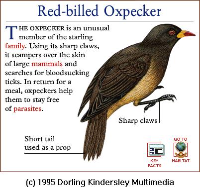 Red-billed Oxpecker (Buphagus erythrorhynchus) {!--붉은부리소등쪼기새(아프리카)-->; Image ONLY