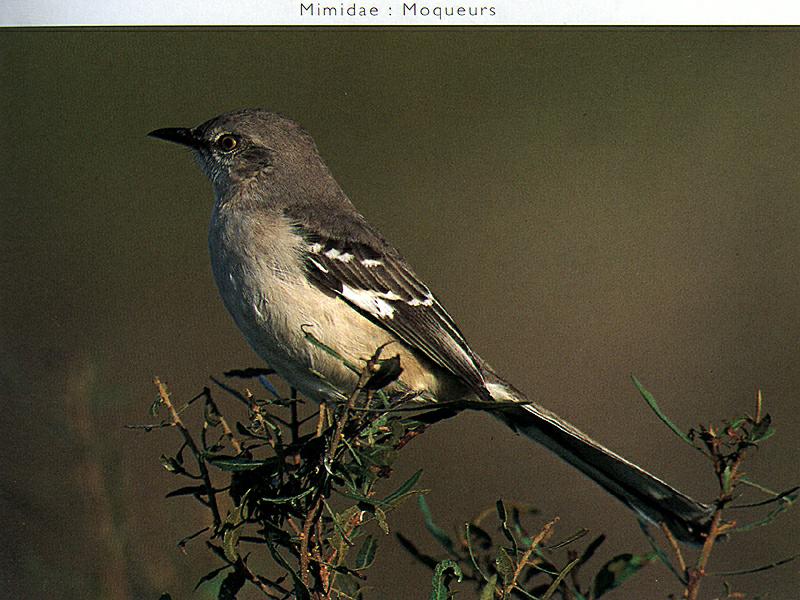 Northern Mockingbird (Mimus polyglottos) {!--흉내지빠귀(북미)-->; DISPLAY FULL IMAGE.