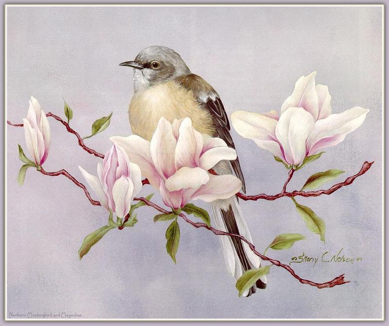 [Animal Art - Sherry Nelson] Magnolia flowers & Northern Mockingbird (Mimus polyglottos) {!--흉내지빠귀(북미)-->; DISPLAY FULL IMAGE.