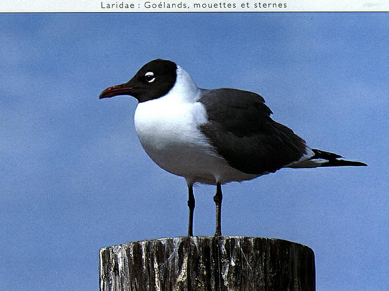 Black-headed Gull (Larus ridibundus) {!--붉은부리갈매기-->; DISPLAY FULL IMAGE.