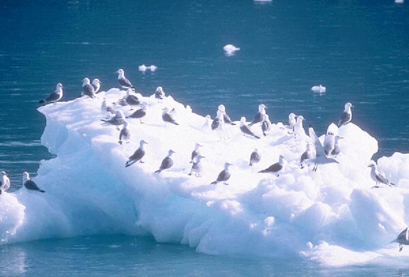 Common Gull flock (Larus canus) {!--갈매기-->; DISPLAY FULL IMAGE.