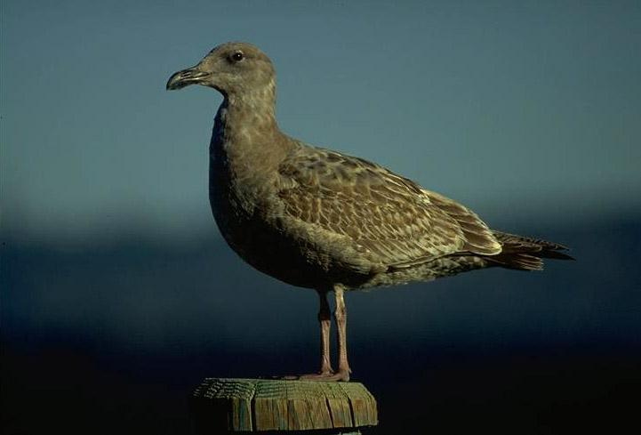 Glaucous-winged Gull (Larus glaucescens) {!--수리갈매기-->; Image ONLY