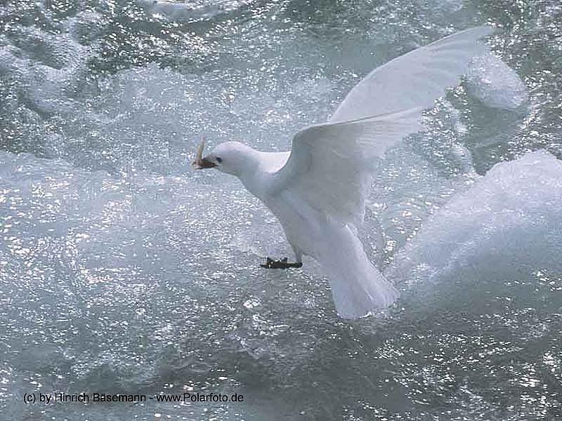 Ivory Gull (Pagophila eburnea) {!--북극흰갈매기-->; DISPLAY FULL IMAGE.