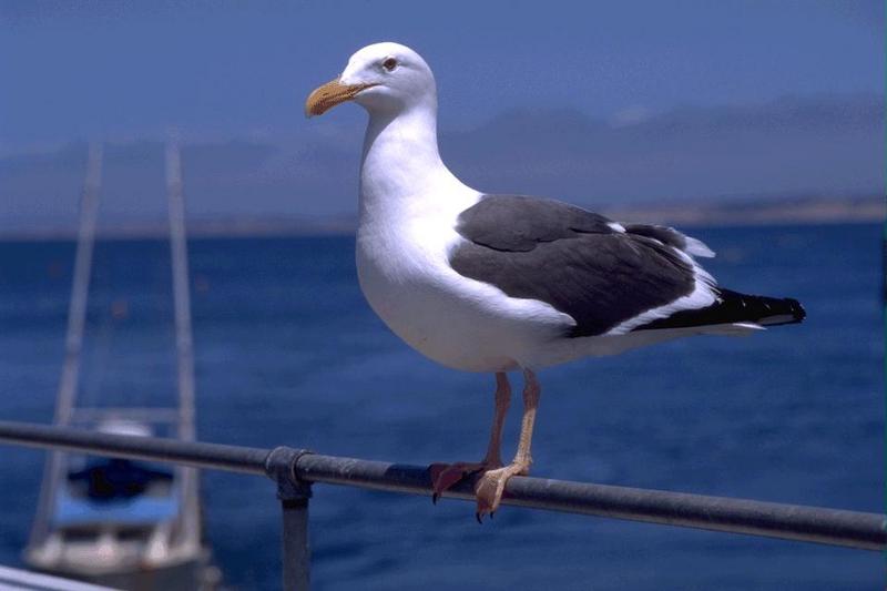 Western Gull (Larus occidentalis) {!--서부갈매기(북미)-->; DISPLAY FULL IMAGE.