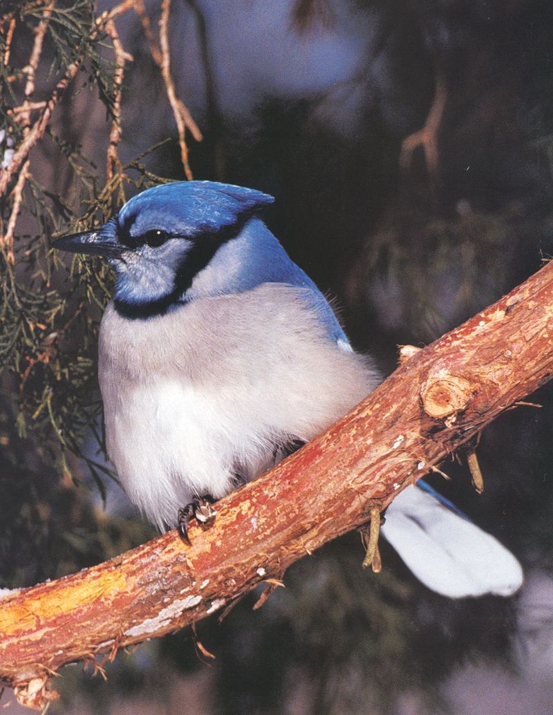 Blue Jay (Cyanocitta cristata) {!--아메리카어치(파랑어치,푸른어치)-->; DISPLAY FULL IMAGE.