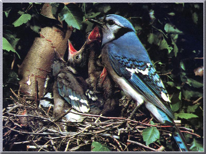 Blue Jay & chicks on nest (Cyanocitta cristata) {!--아메리카어치(파랑어치,푸른어치)-->; DISPLAY FULL IMAGE.