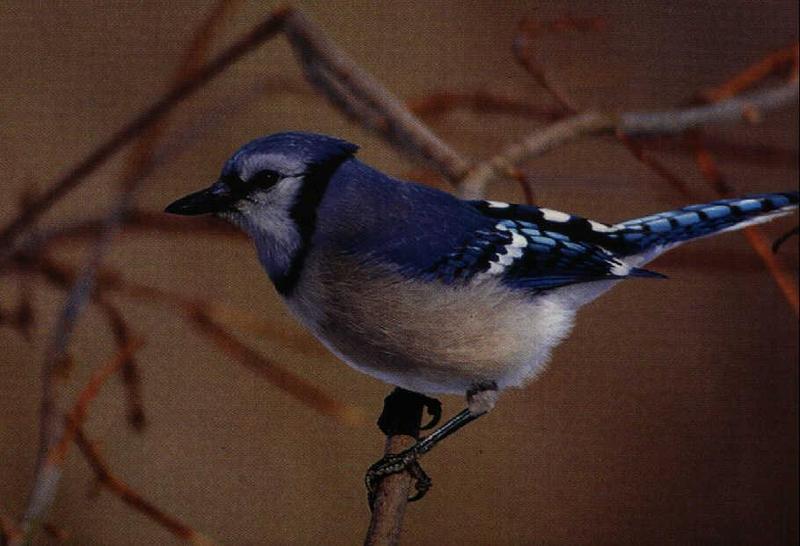 Blue Jay (Cyanocitta cristata) {!--아메리카어치(파랑어치,푸른어치)-->; DISPLAY FULL IMAGE.