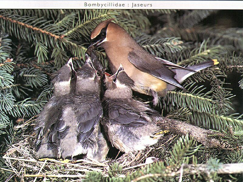Cedar Waxwing & chick on nest (Bombycilla cedrorum) {!--애기여새-->; DISPLAY FULL IMAGE.