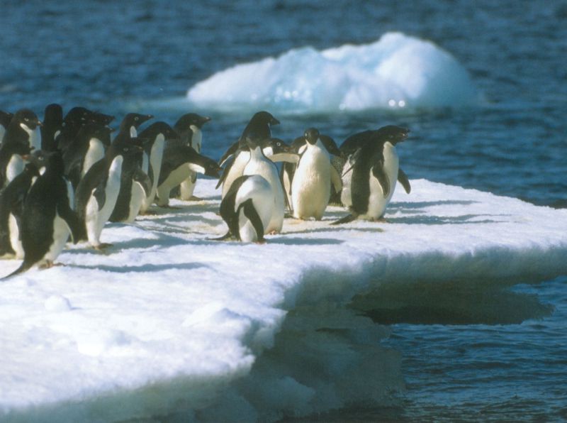 Adelie Penguin flock (Pygoscelis adeliae) {!--아델리펭귄-->; DISPLAY FULL IMAGE.
