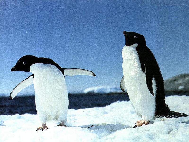 Adelie Penguin pair (Pygoscelis adeliae) {!--아델리펭귄-->; DISPLAY FULL IMAGE.