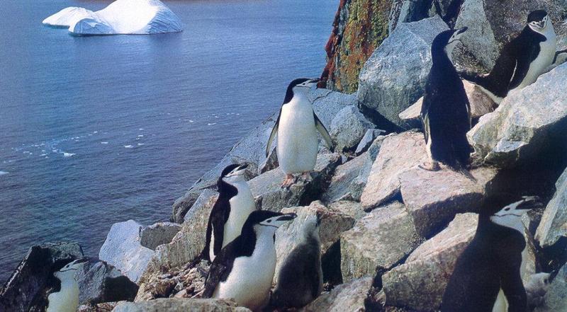 Chinstrap Penguins (Pygoscelis antarctica) {!--고삐펭귄-->; DISPLAY FULL IMAGE.
