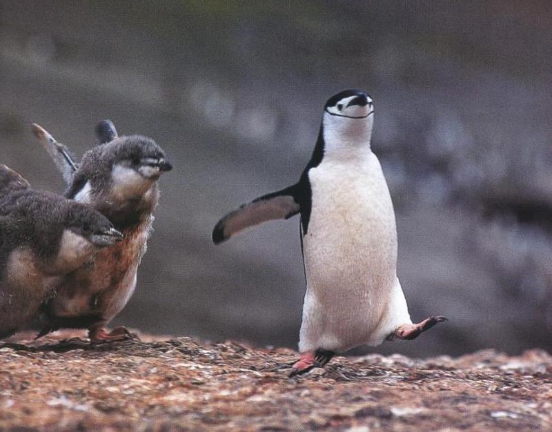 Chinstrap Penguin & chicks (Pygoscelis antarctica) {!--고삐펭귄-->; DISPLAY FULL IMAGE.
