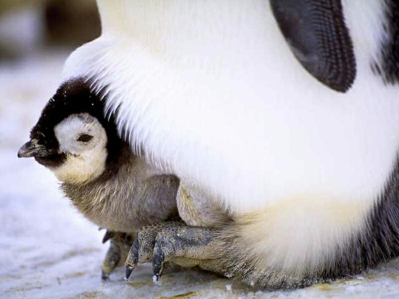 Emperor Penguin chick (Aptenodytes forsteri) {!--황제펭귄-->; DISPLAY FULL IMAGE.