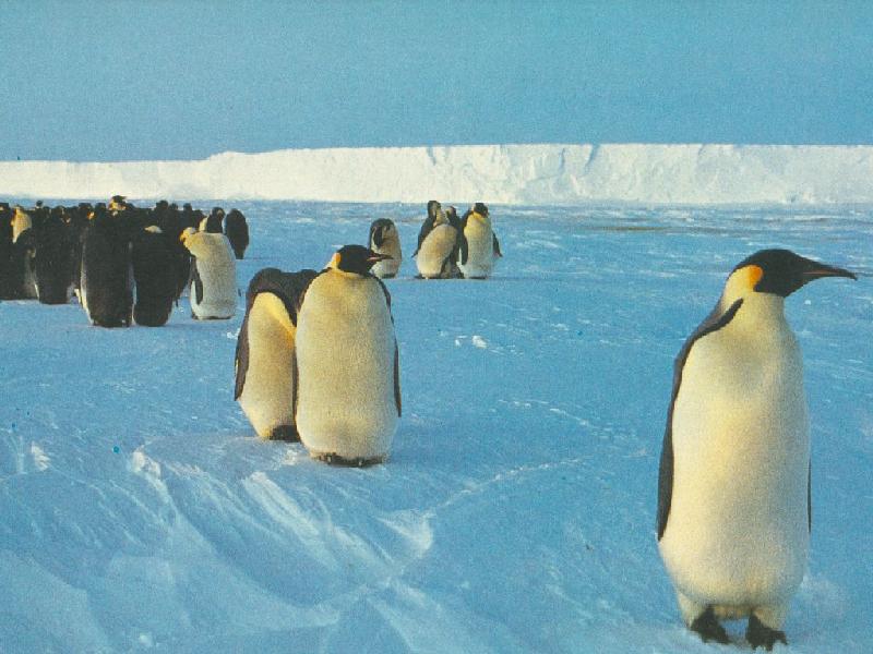 Emperor Penguin group (Aptenodytes forsteri) {!--황제펭귄-->; DISPLAY FULL IMAGE.