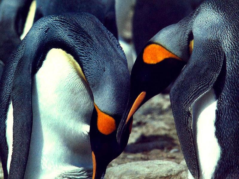 Emperor Penguin pair greeting (Aptenodytes forsteri) {!--황제펭귄-->; DISPLAY FULL IMAGE.