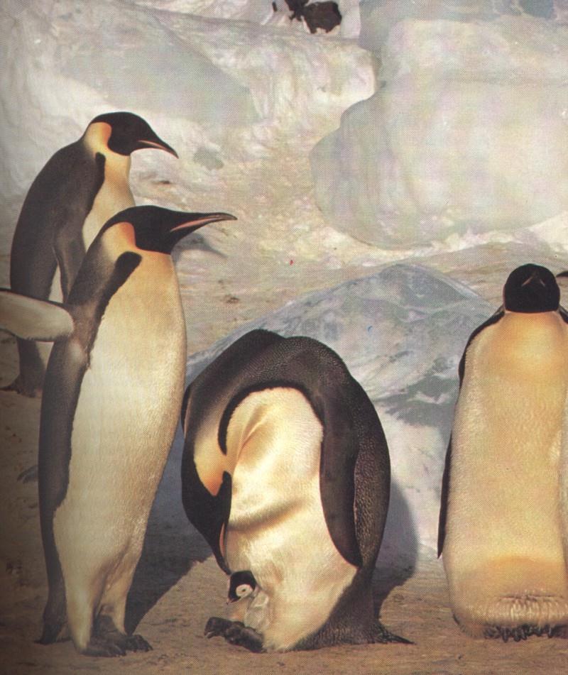 Emperor Penguins & chick (Aptenodytes forsteri) {!--황제펭귄-->; DISPLAY FULL IMAGE.