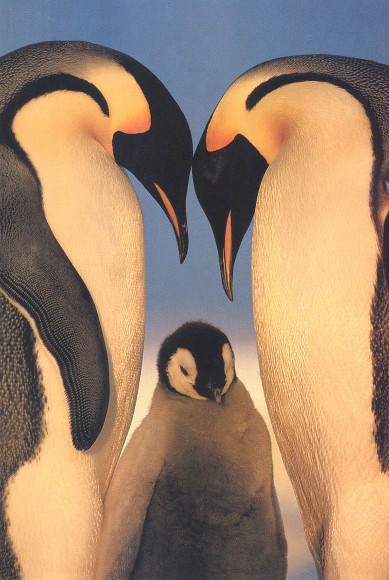 Emperor Penguin pair & chick (Aptenodytes forsteri) {!--황제펭귄-->; DISPLAY FULL IMAGE.