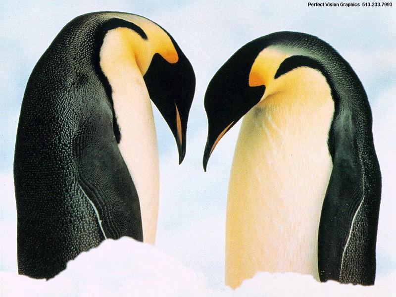 Emperor Penguin duo (Aptenodytes forsteri) {!--황제펭귄-->; DISPLAY FULL IMAGE.