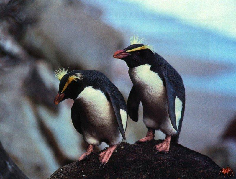 Fiordland Penguins (Eudyptes pachyrhynchus) {!--긴눈썹펭귄-->; DISPLAY FULL IMAGE.