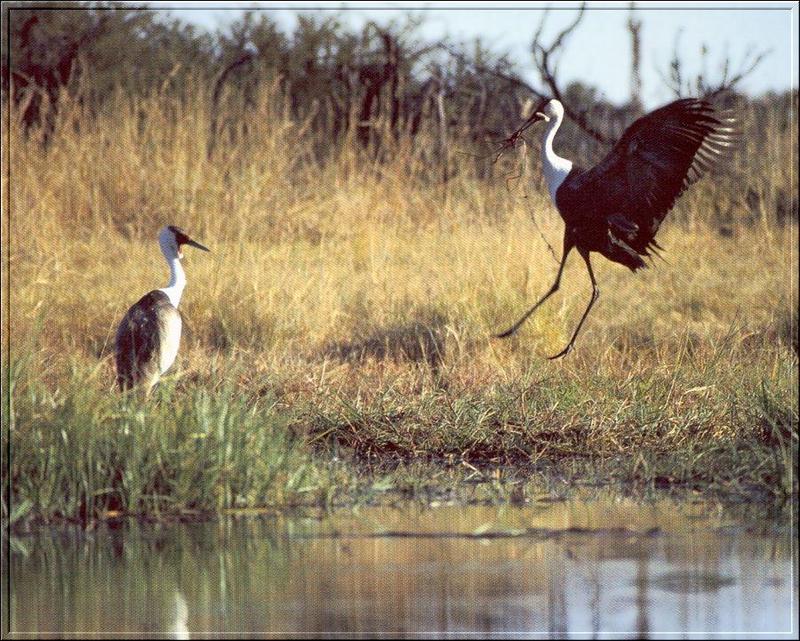 Wattled Crane pair (Grus carunculatus) {!--볼망태두루미(아프리카)-->; DISPLAY FULL IMAGE.