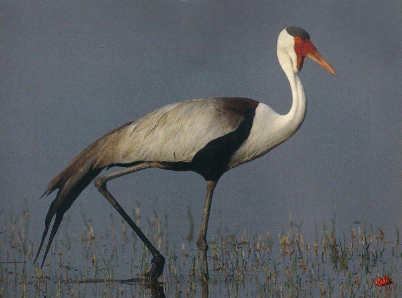 Wattled Crane (Grus carunculatus) {!--볼망태두루미(아프리카)-->; DISPLAY FULL IMAGE.