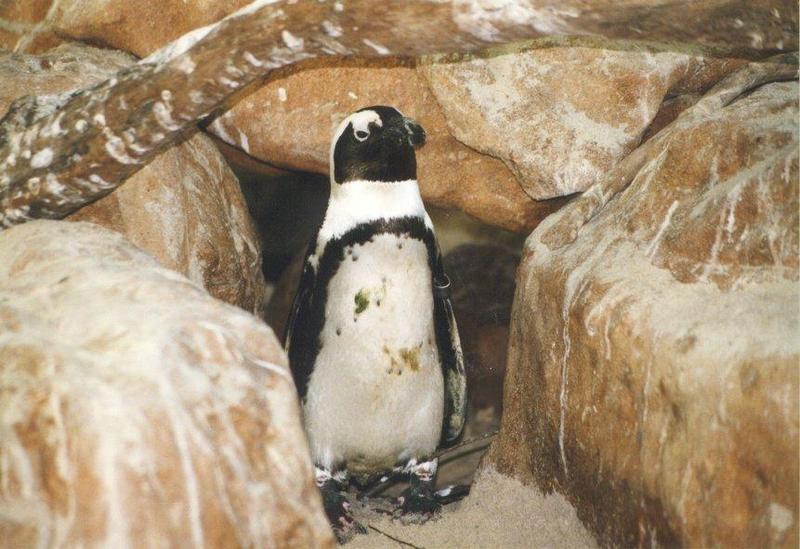 Jackass Penguin (Spheniscus demersus) {!--자카스펭귄(남아프리카)-->; DISPLAY FULL IMAGE.