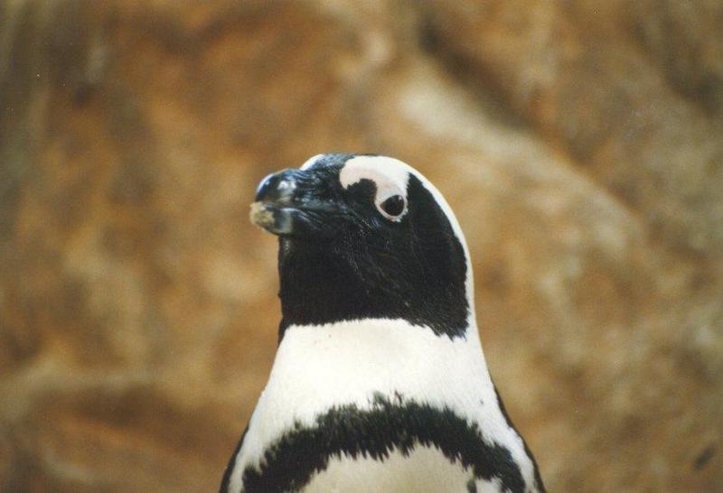 Jackass Penguin (Spheniscus demersus) {!--자카스펭귄(남아프리카)-->; DISPLAY FULL IMAGE.