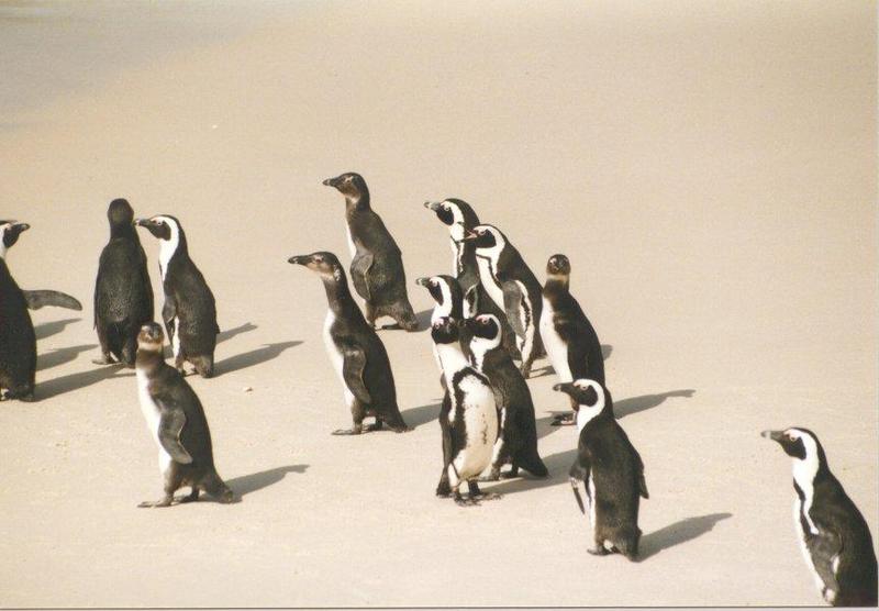 Jackass Penguin group (Spheniscus demersus) {!--자카스펭귄(남아프리카)-->; DISPLAY FULL IMAGE.