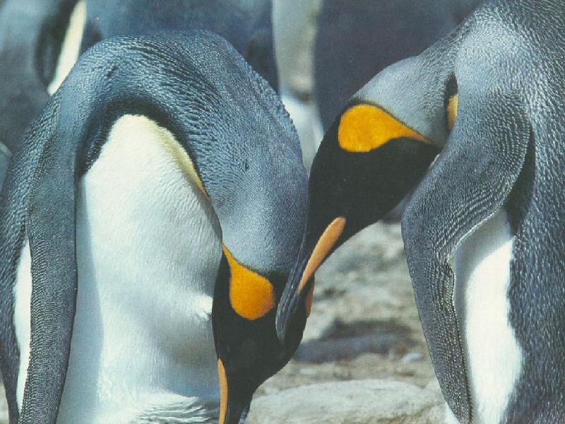 King Penguin pair (Aptenodytes patagonicus) {!--임금펭귄-->; DISPLAY FULL IMAGE.